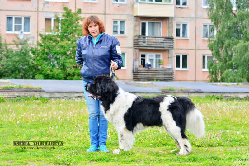 Фото: ньюфаундленд Stepnaya Pal'mira Edinstvennyiy Moy (Степная Пальмира Единственный Мой)