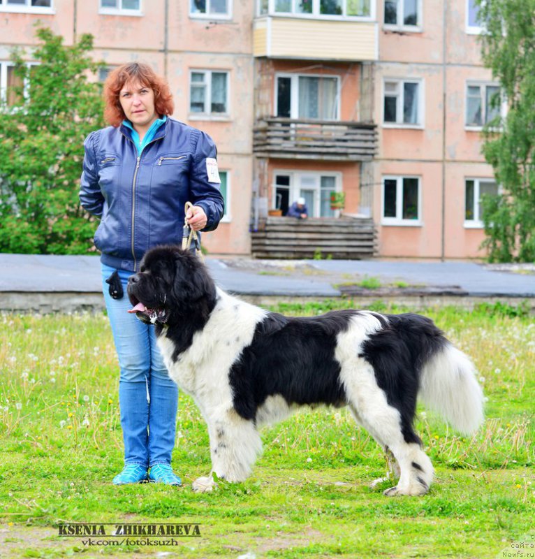 Фото: ньюфаундленд Stepnaya Pal'mira Edinstvennyiy Moy (Степная Пальмира Единственный Мой)