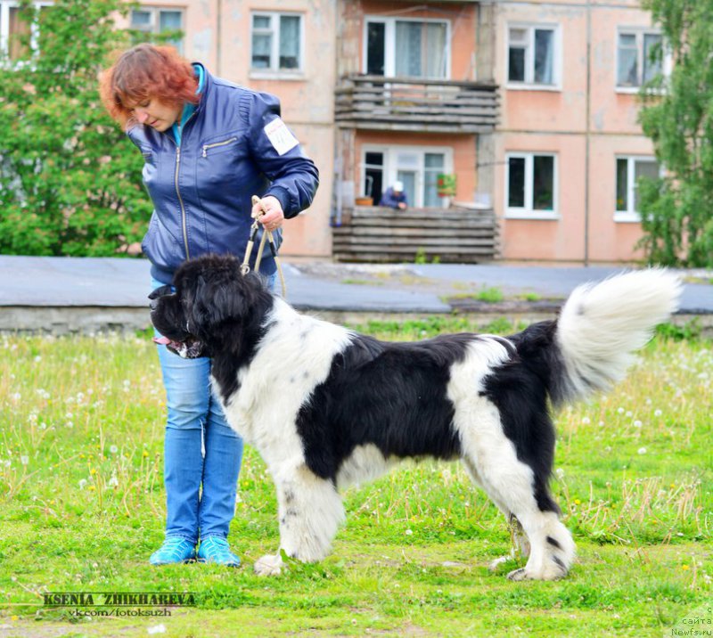 Фото: ньюфаундленд Stepnaya Pal'mira Edinstvennyiy Moy (Степная Пальмира Единственный Мой)