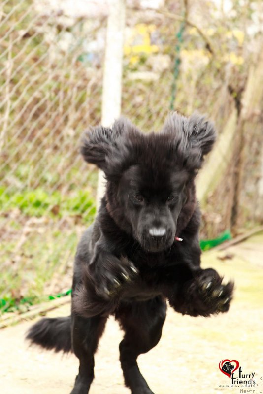 Фото: ньюфаундленд Belkonder-Club Bianca Marussia (Белкондер-Клаб Бьянка Маруша)