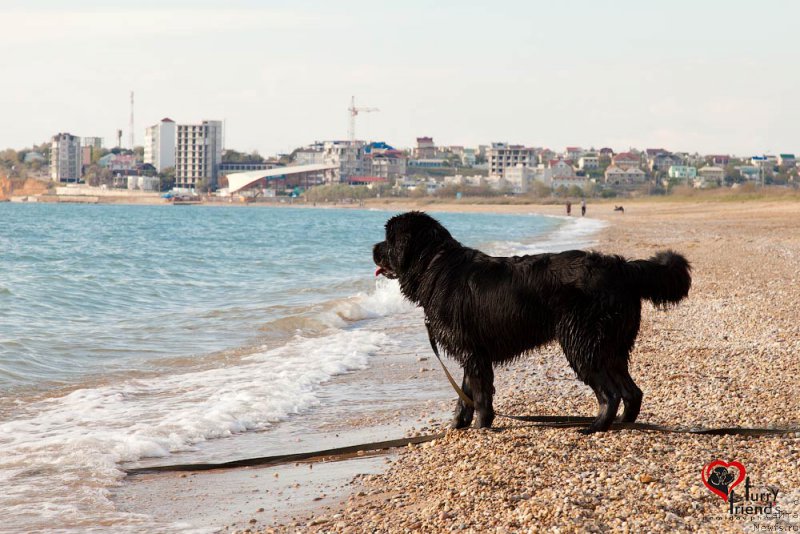 Фото: ньюфаундленд Belkonder-Club Bianca Marussia (Белкондер-Клаб Бьянка Маруша)