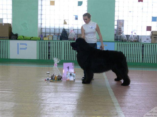 Фото: Aleksandra Ivashova (Александра Ивашова), ньюфаундленд O Black Diamond Little Bear (О Блек Диамонд Литтл Беар)