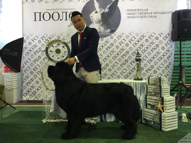 Фото: ньюфаундленд Sent Djons Zhirar Remi (Сент Джонс Жирар Реми)