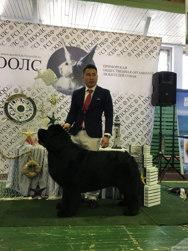 Фото: ньюфаундленд Sent Djons Zhirar Remi (Сент Джонс Жирар Реми)