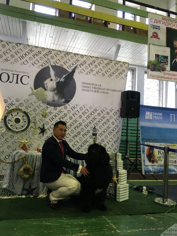 Фото: ньюфаундленд Sent Djons Zhirar Remi (Сент Джонс Жирар Реми)