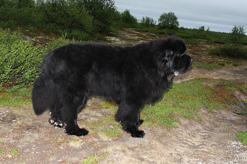 Фото: ньюфаундленд Beguschaya po Volnam Zero Kool (Бегущая по Волнам Зеро Коол)