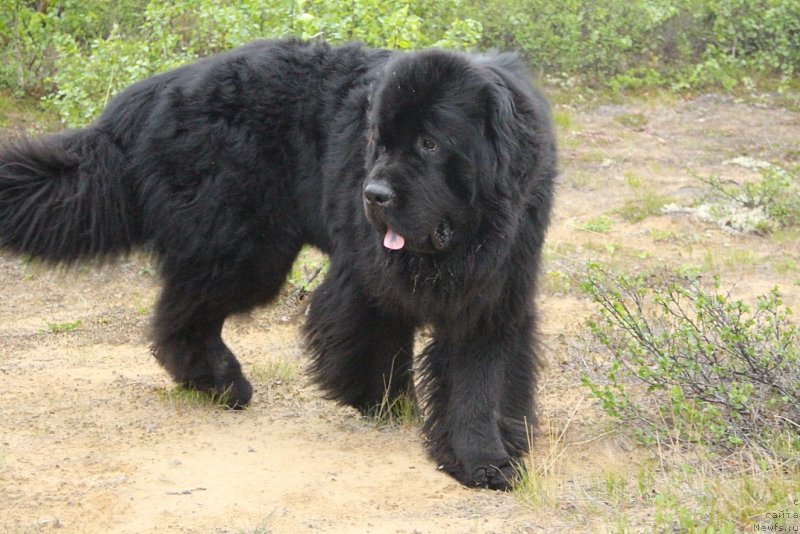 Фотография № 208989