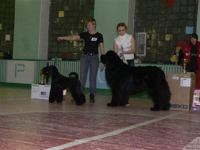 Фото: Aleksandra Ivashova (Александра Ивашова), ньюфаундленд O Black Diamond Little Bear (О Блек Диамонд Литтл Беар)