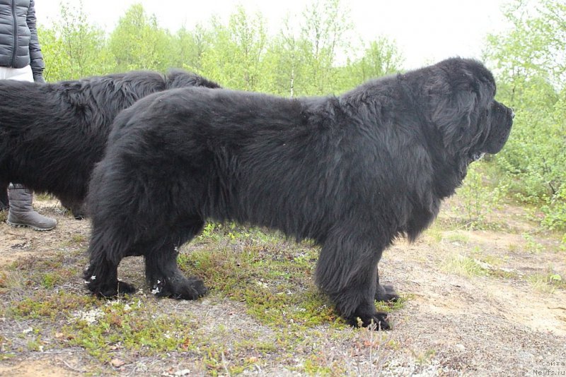 Фото: ньюфаундленд Beguschaya po Volnam Zero Kool (Бегущая по Волнам Зеро Коол)