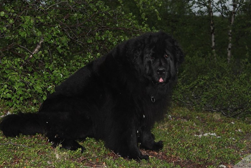 Фотография № 208992