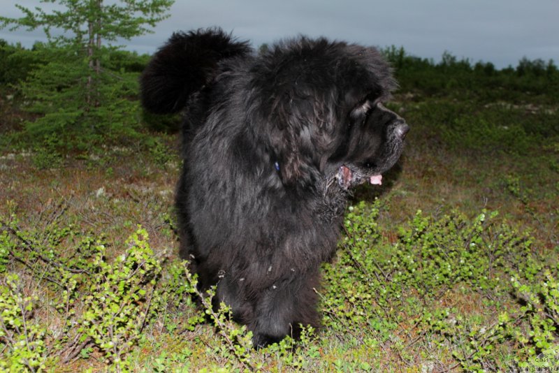 Фото: ньюфаундленд King of Helluland You Shock Me