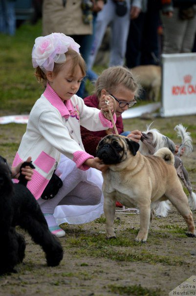 Фото: ньюфаундленд Stepnaya Pal'mira Edinstvennyiy Moy (Степная Пальмира Единственный Мой)