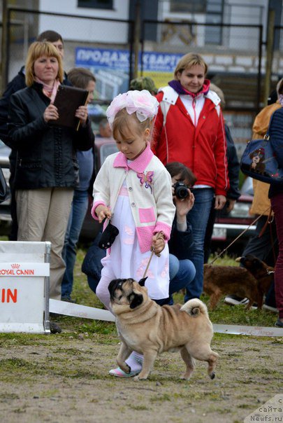 Фото: ньюфаундленд Stepnaya Pal'mira Edinstvennyiy Moy (Степная Пальмира Единственный Мой)