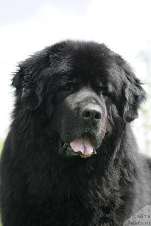 Фото: ньюфаундленд Smigar YArmut (Смигар Ярмут)