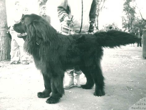 Фото: ньюфаундленд CHimmers Cet Vol'f (Чиммерс Цет Вольф)