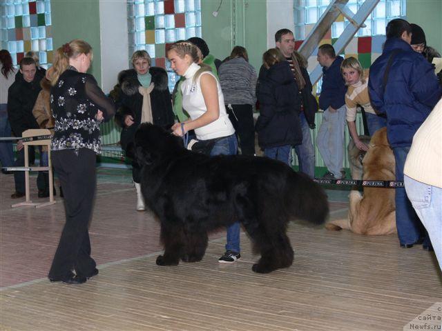 Фото: Aleksandra Ivashova (Александра Ивашова), ньюфаундленд O Black Diamond Little Bear (О Блек Диамонд Литтл Беар)