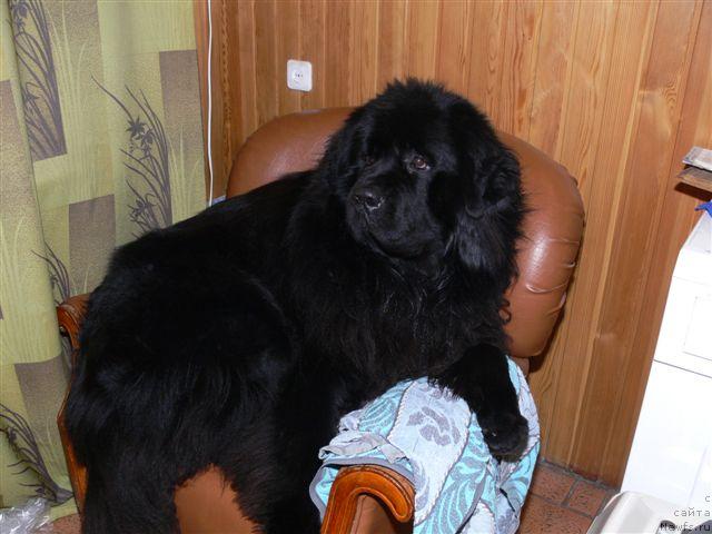 Фото: ньюфаундленд O Black Diamond Little Bear (О Блек Диамонд Литтл Беар)