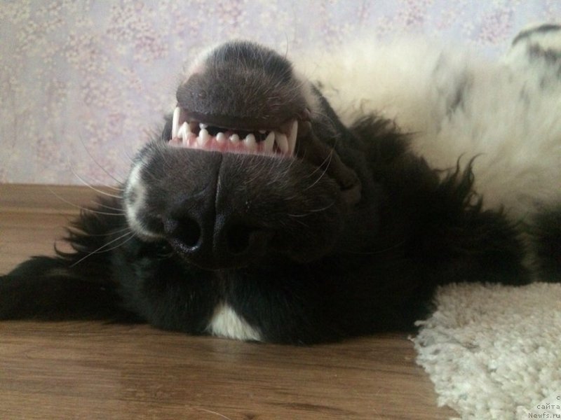 Фото: ньюфаундленд Bering ot Karel'skih Medvedey (Беринг от Карельских Медведей)