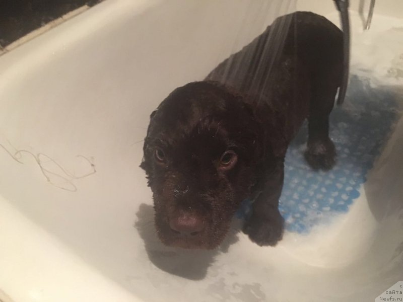 Фото: ньюфаундленд Braunblad MSK Ben-Ami Lon (Браунблад МСК Бен-Ами Лон)