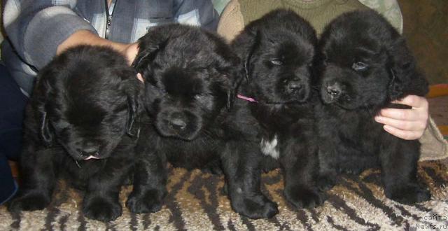 Фото: ньюфаундленд Koldovskaya Lyubov' (Колдовская Любовь), ньюфаундленд Krasivaya Zateya (Красивая Затея), ньюфаундленд Kapitan N'yufort (Капитан Ньюфорт), ньюфаундленд Kudesnik Zvezdnyiy (Кудесник Звездный)