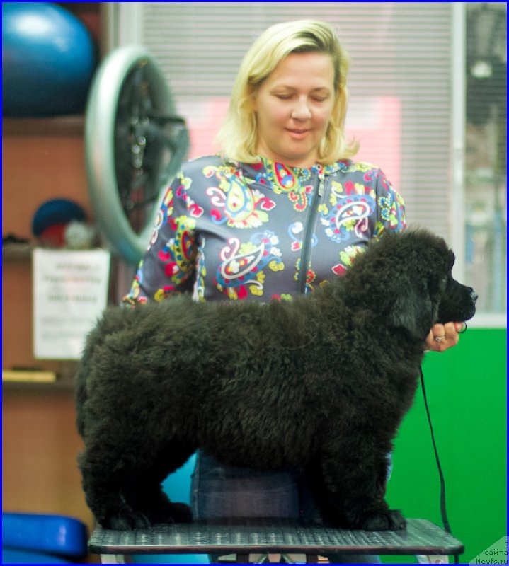 Фото: ньюфаундленд Brownblood MSK Hakim Gold Haydar (Браунблад МСК Хаким Голд Хайдар), ньюфаундленд N'yufort Lapochka Dochka (Ньюфорт Лапочка Дочка), Lena Zyirina (Лена Зырина)