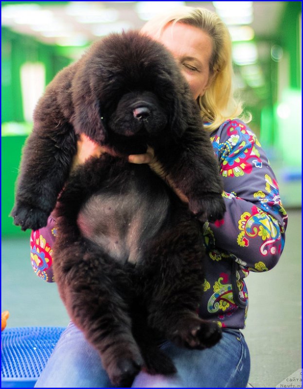 Фото: ньюфаундленд Brownblood MSK Hakim Gold Haydar (Браунблад МСК Хаким Голд Хайдар), ньюфаундленд N'yufort Lapochka Dochka (Ньюфорт Лапочка Дочка), Lena Zyirina (Лена Зырина)
