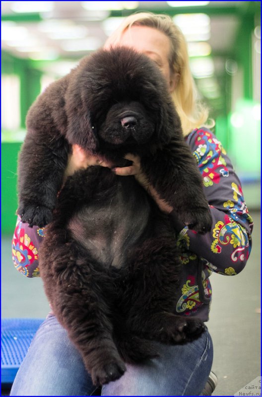 Фото: ньюфаундленд Brownblood MSK Hakim Gold Haydar (Браунблад МСК Хаким Голд Хайдар), ньюфаундленд N'yufort Lapochka Dochka (Ньюфорт Лапочка Дочка), Lena Zyirina (Лена Зырина)