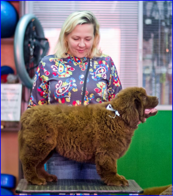 Фото: ньюфаундленд Brownblood MSK Hakim Gold Haydar (Браунблад МСК Хаким Голд Хайдар), ньюфаундленд N'yufort Lapochka Dochka (Ньюфорт Лапочка Дочка), Lena Zyirina (Лена Зырина)