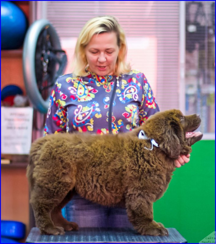 Фото: ньюфаундленд Brownblood MSK Hakim Gold Haydar (Браунблад МСК Хаким Голд Хайдар), ньюфаундленд N'yufort Lapochka Dochka (Ньюфорт Лапочка Дочка), Lena Zyirina (Лена Зырина)