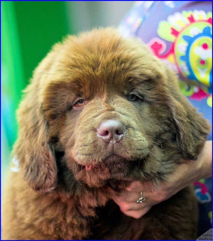 Фото: ньюфаундленд Brownblood MSK Hakim Gold Haydar (Браунблад МСК Хаким Голд Хайдар), ньюфаундленд N'yufort Lapochka Dochka (Ньюфорт Лапочка Дочка)