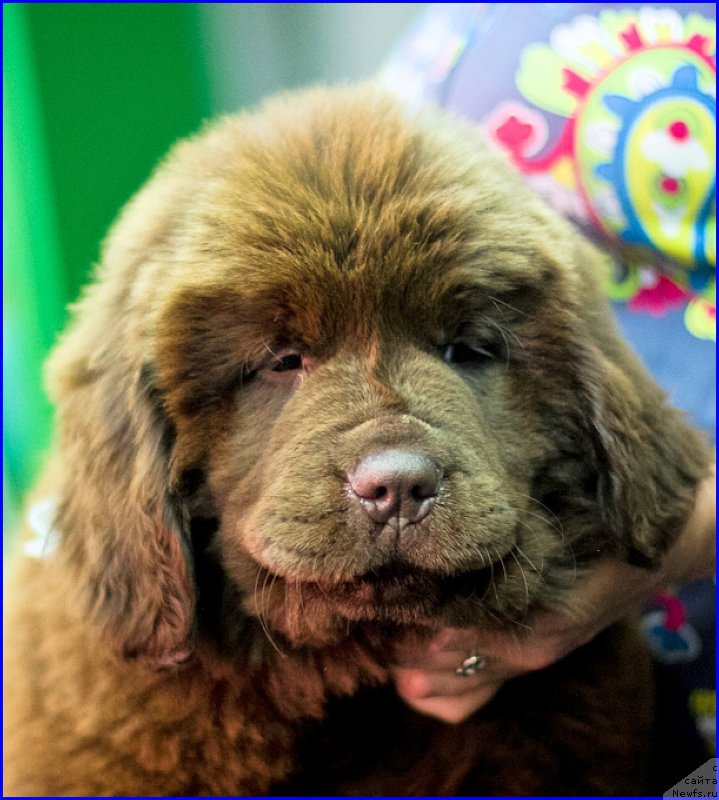 Фотография № 209029