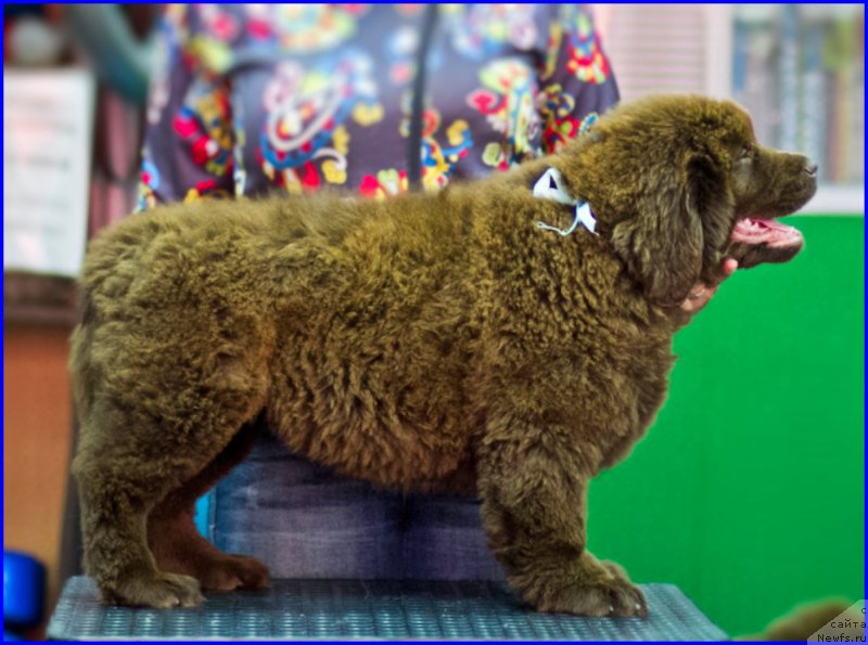 Фото: ньюфаундленд Brownblood MSK Hakim Gold Haydar (Браунблад МСК Хаким Голд Хайдар), ньюфаундленд N'yufort Lapochka Dochka (Ньюфорт Лапочка Дочка)