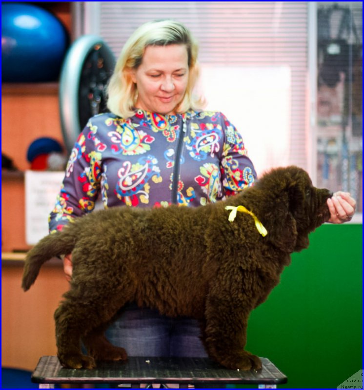 Фото: ньюфаундленд Brownblood MSK Hakim Gold Haydar (Браунблад МСК Хаким Голд Хайдар), ньюфаундленд N'yufort Lapochka Dochka (Ньюфорт Лапочка Дочка), Lena Zyirina (Лена Зырина)