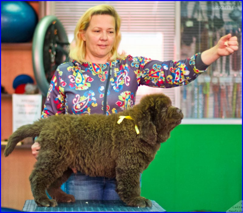 Фото: ньюфаундленд Brownblood MSK Hakim Gold Haydar (Браунблад МСК Хаким Голд Хайдар), ньюфаундленд N'yufort Lapochka Dochka (Ньюфорт Лапочка Дочка), Lena Zyirina (Лена Зырина)