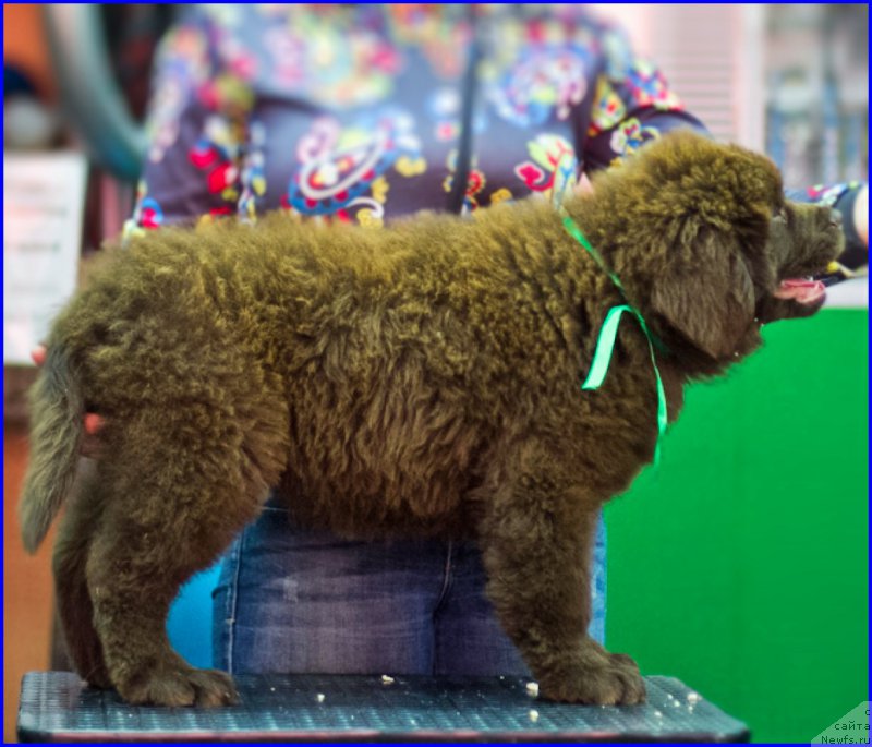 Фото: ньюфаундленд Brownblood MSK Hakim Gold Haydar (Браунблад МСК Хаким Голд Хайдар), ньюфаундленд N'yufort Taym's Gold Aleksa (Ньюфорт Тайм'с Голд Алекса), Lena Zyirina (Лена Зырина)