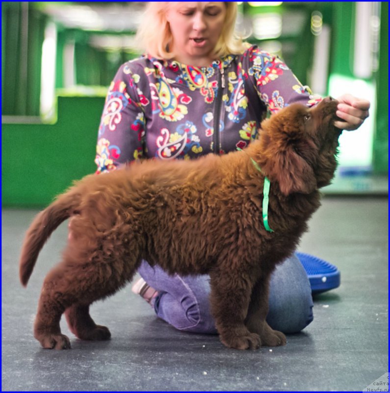 Фото: ньюфаундленд Brownblood MSK Hakim Gold Haydar (Браунблад МСК Хаким Голд Хайдар), ньюфаундленд N'yufort Taym's Gold Aleksa (Ньюфорт Тайм'с Голд Алекса), Lena Zyirina (Лена Зырина)