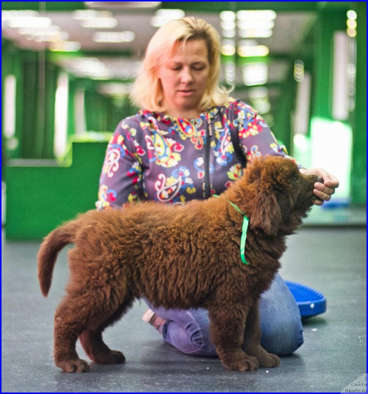 Фото: ньюфаундленд Brownblood MSK Hakim Gold Haydar (Браунблад МСК Хаким Голд Хайдар), ньюфаундленд N'yufort Taym's Gold Aleksa (Ньюфорт Тайм'с Голд Алекса), Lena Zyirina (Лена Зырина)