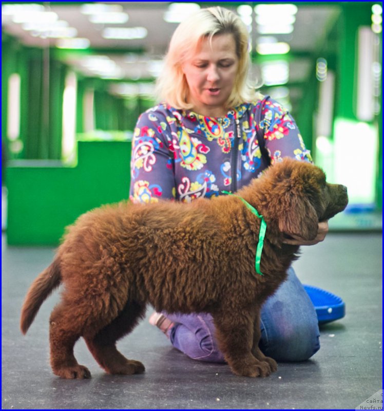 Фото: ньюфаундленд Brownblood MSK Hakim Gold Haydar (Браунблад МСК Хаким Голд Хайдар), ньюфаундленд N'yufort Taym's Gold Aleksa (Ньюфорт Тайм'с Голд Алекса), Lena Zyirina (Лена Зырина)