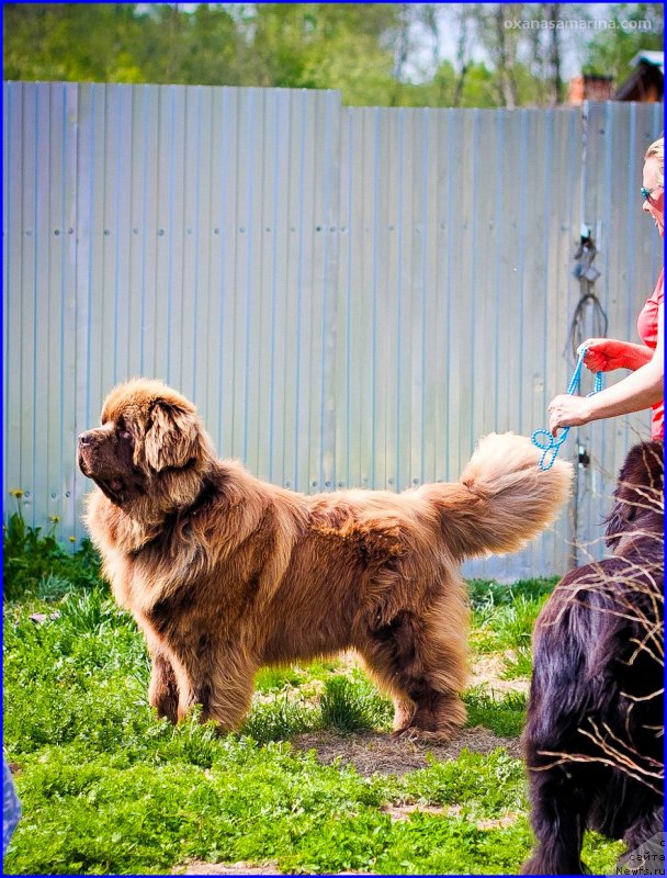 Фото: ньюфаундленд Brownblood MSK Hakim Gold Haydar (Браунблад МСК Хаким Голд Хайдар)