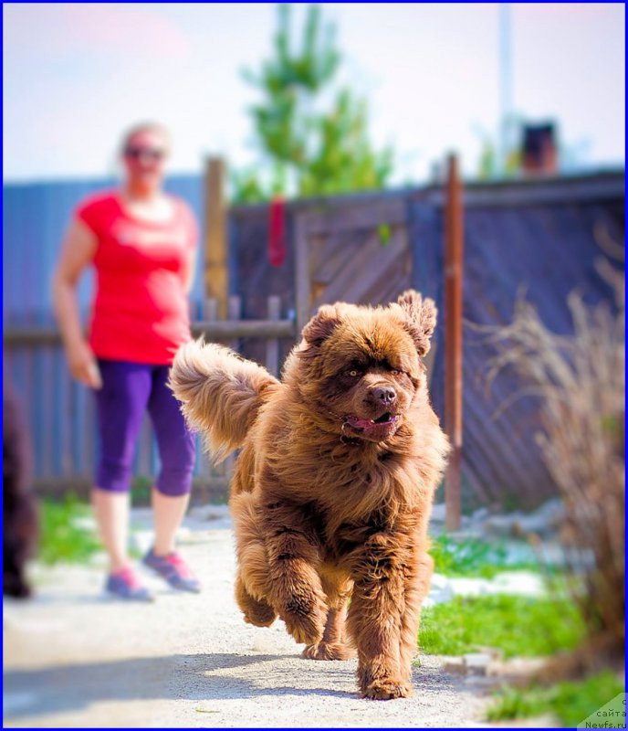 Фото: ньюфаундленд Brownblood MSK Hakim Gold Haydar (Браунблад МСК Хаким Голд Хайдар)