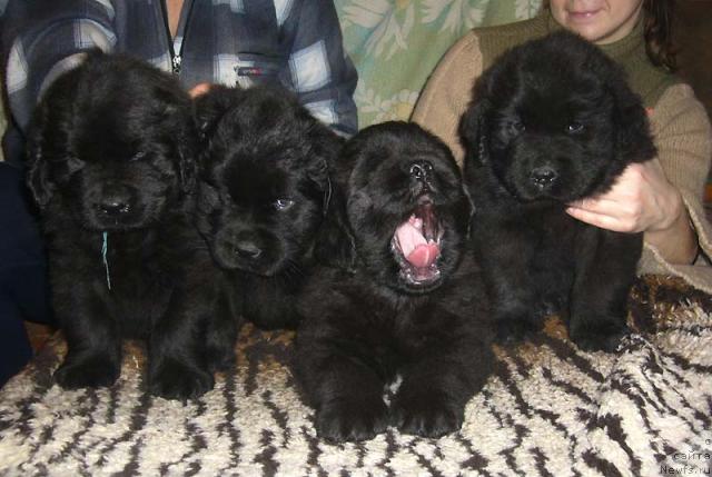 Фото: ньюфаундленд Koldovskaya Lyubov' (Колдовская Любовь), ньюфаундленд Krasivaya Zateya (Красивая Затея), ньюфаундленд Kapitan N'yufort (Капитан Ньюфорт), ньюфаундленд Kudesnik Zvezdnyiy (Кудесник Звездный)
