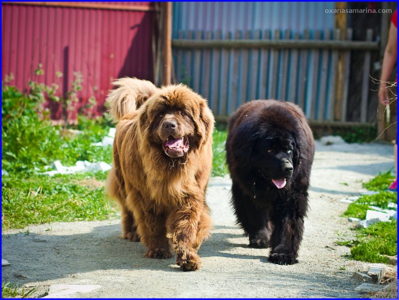 Фото: ньюфаундленд Brownblood MSK Hakim Gold Haydar (Браунблад МСК Хаким Голд Хайдар)