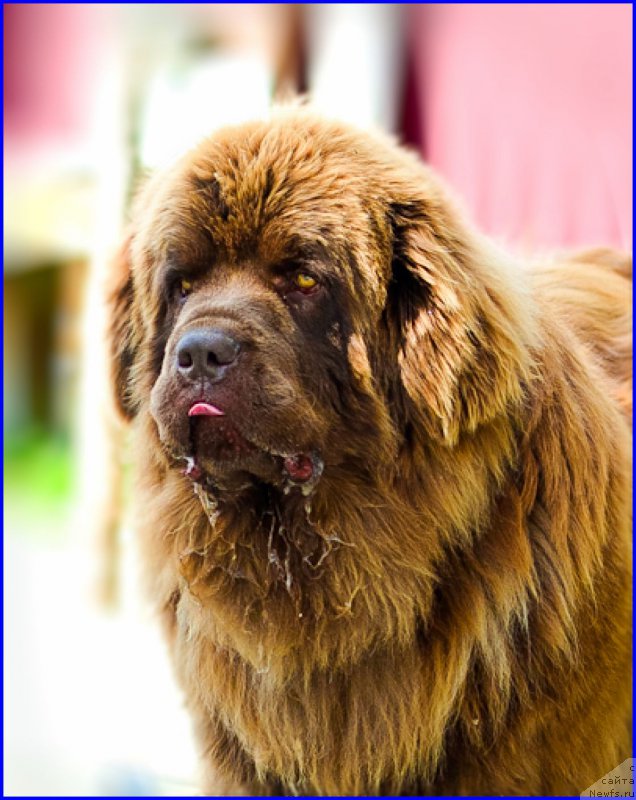 Фото: ньюфаундленд Brownblood MSK Hakim Gold Haydar (Браунблад МСК Хаким Голд Хайдар)