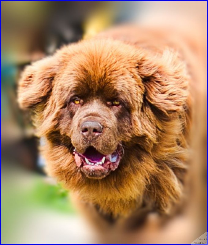 Фото: ньюфаундленд Brownblood MSK Hakim Gold Haydar (Браунблад МСК Хаким Голд Хайдар)