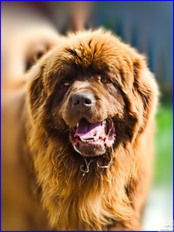 Фото: ньюфаундленд Brownblood MSK Hakim Gold Haydar (Браунблад МСК Хаким Голд Хайдар)