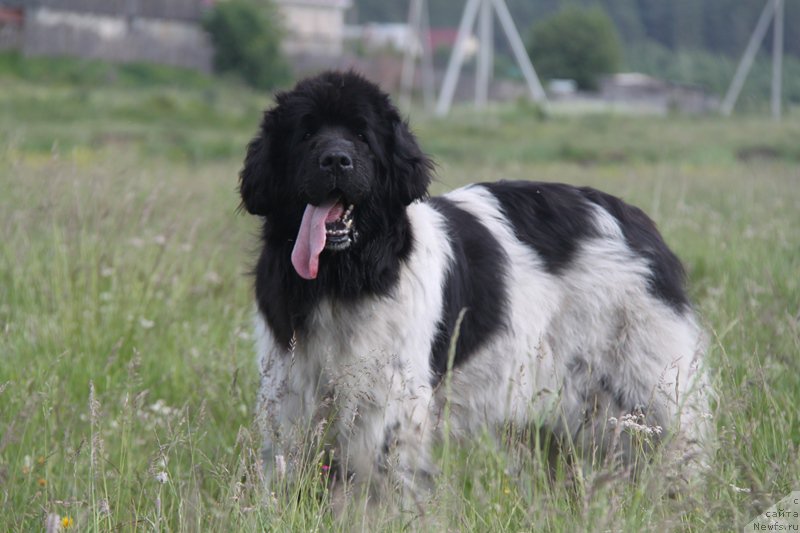 Фото: ньюфаундленд Plyushevaya Panda La Bella (Плюшевая Панда Ла Белла)