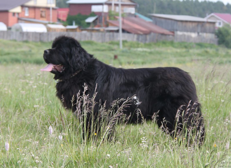 Фото: ньюфаундленд Akvian Song Lavatera (Аквиан Сонг Лаватера)