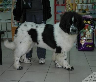Фото: Сент Джонс Принцип Домино, 8 мес.
