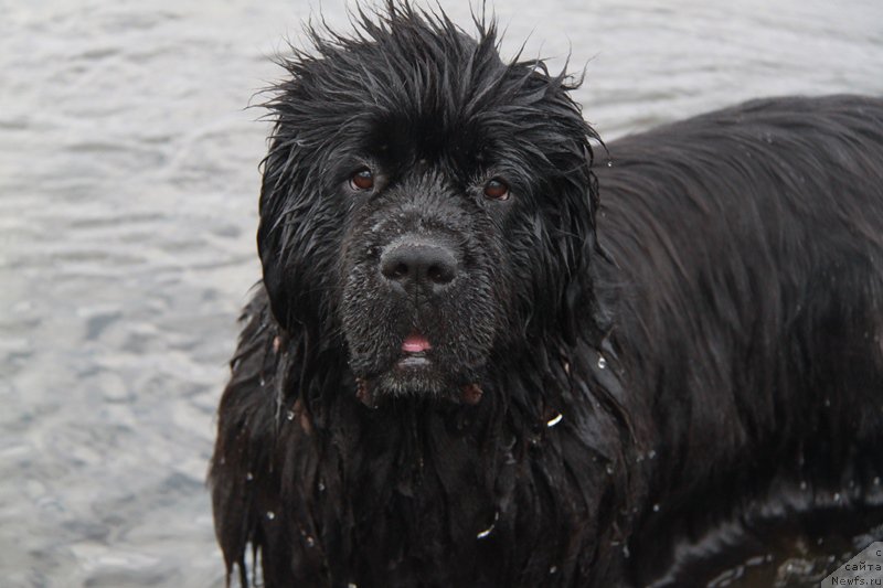 Фото: ньюфаундленд Akvian Song Lavatera (Аквиан Сонг Лаватера)