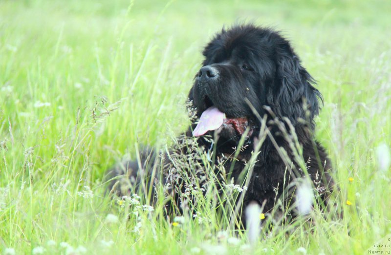 Фото: ньюфаундленд Akvian Song Lavatera (Аквиан Сонг Лаватера)